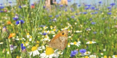 (on)kruid - Leverancier CoopSaam, Essen