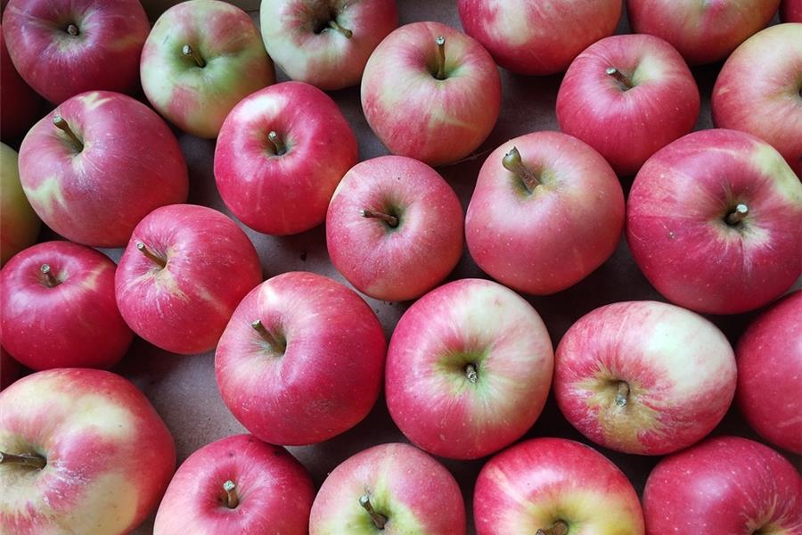 rode appel 't Loonse voedselbos Webshop
