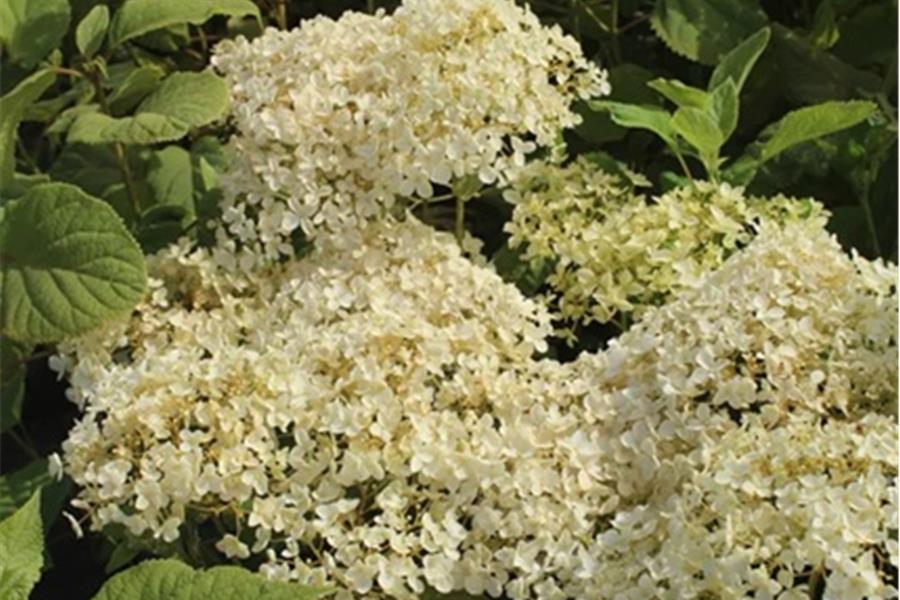 Hydrangea arborescens 'Annabelle' Producten in de kijker Webshop