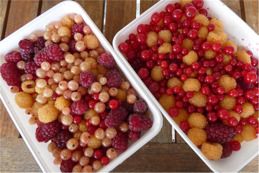 gemengde bessen (DIEPGEVROREN) 't Loonse voedselbos Webshop