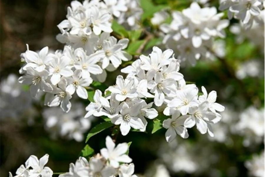 Deutzia gracilis (bruidsbloem) Producten in de kijker Webshop