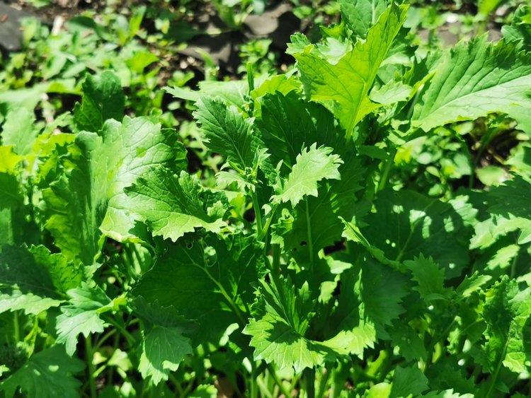 Cime de rapa De Zwanenberg Webshop