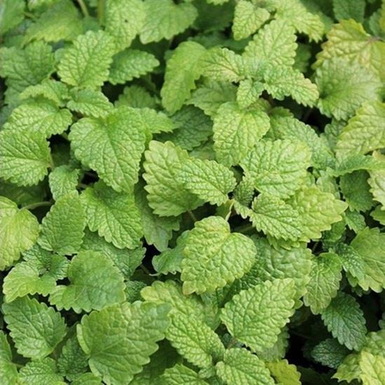 Melissa officinalis (citroenmelisse) Producten in de kijker Webshop