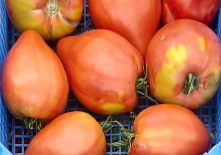 Coeur de boeuf tomaten De Zwanenberg Webshop