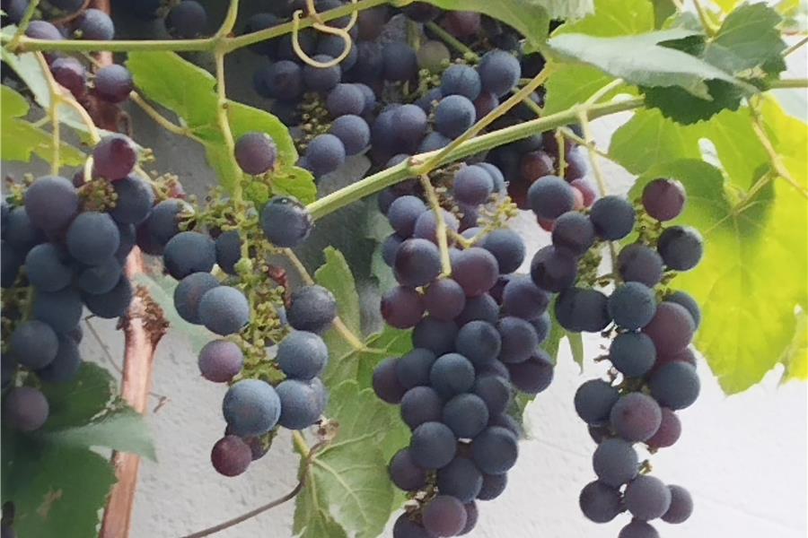 Blauwe Druiven 't Loonse voedselbos Webshop