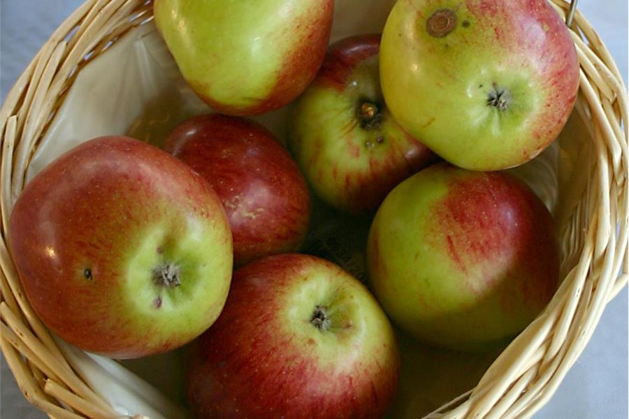 Stoofappel Dubbele Bellefleur Producten in de kijker Webshop