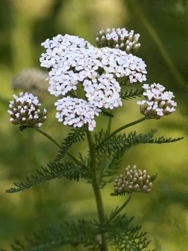 Achillea millefolium (Duizendblad) Producten in de kijker Webshop