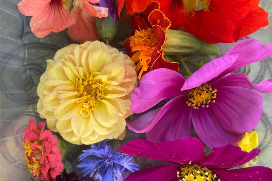 Eetbare bloemen Producten in de kijker Webshop