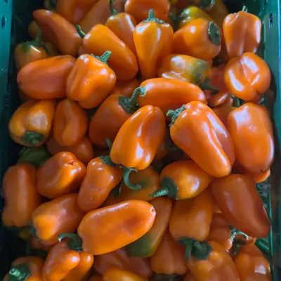 Oranje snack paprika Producten in de kijker Webshop