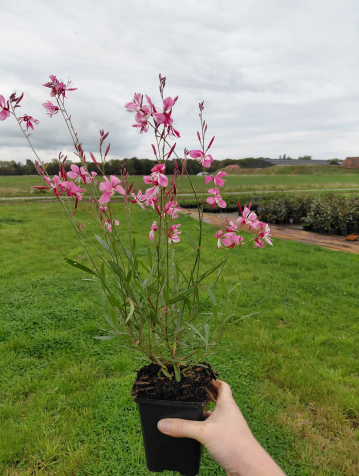 Gaura Siskiyou Pink Lindheimeri Producten in de kijker Webshop