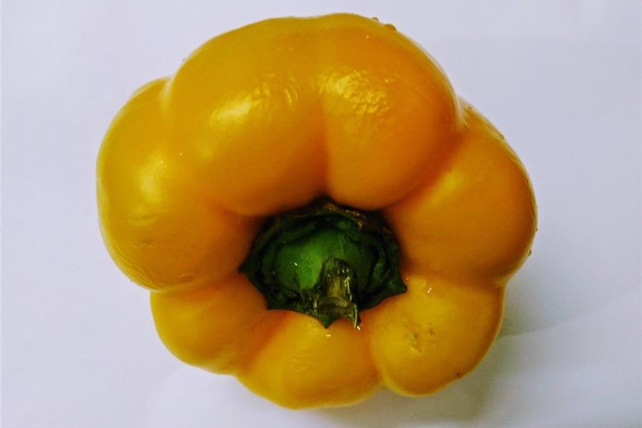 Paprika geel De Vrijloophoeve Webshop