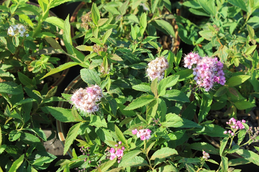 Spiraea japonica 'Genpei' Planten Webshop
