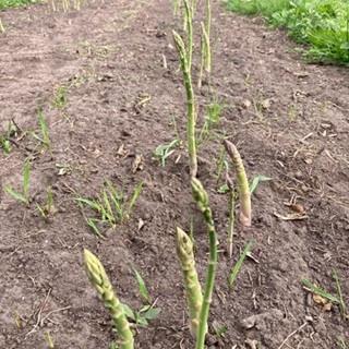 Groene Asperges ongeschild Producten in de kijker Webshop