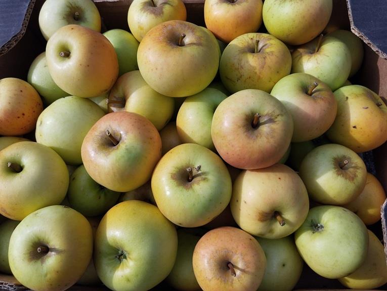 groen/gele appel 't Loonse voedselbos Webshop