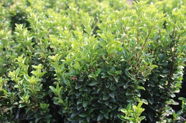 Euonymus 'Green Spire' (kardinaalsmuts) Producten in de kijker Webshop