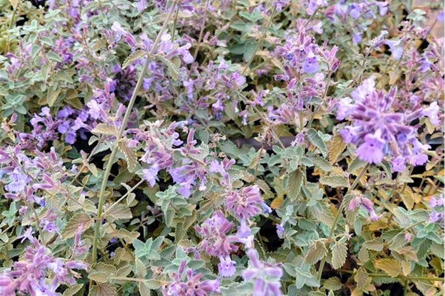 Nepeta faassenii – Kattenkruid Planten Webshop
