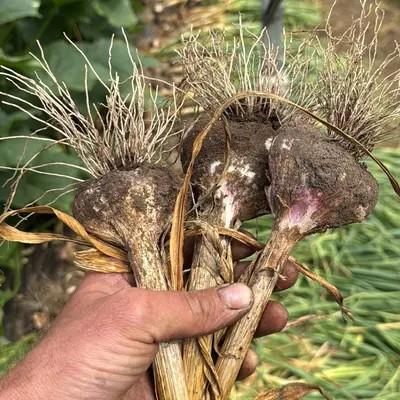Knoflook Producten in de kijker Webshop