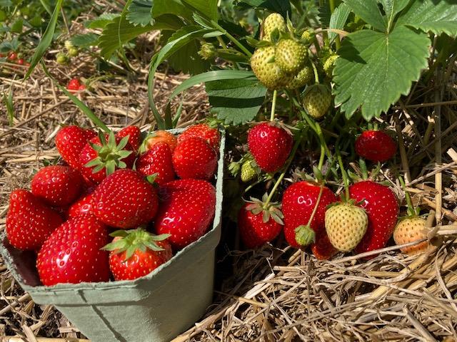 Biologische aarbeien uit Essen 500g fruit  - CoopSaam Essen