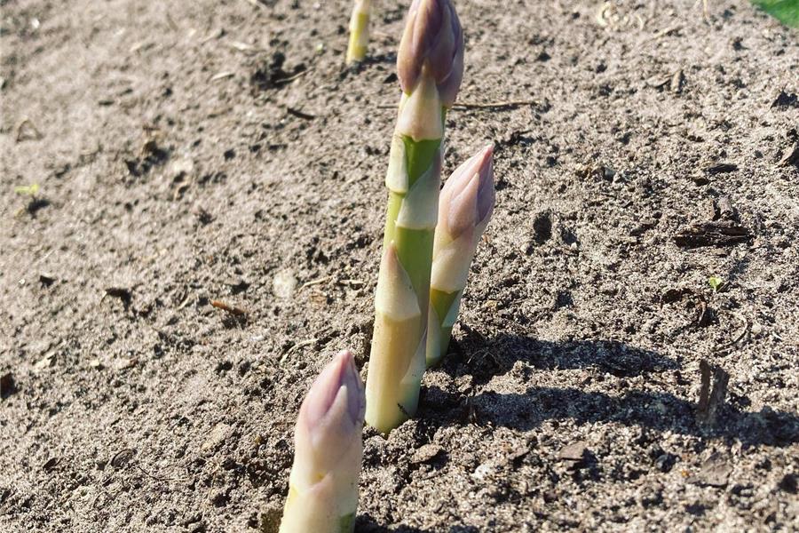 Asperges ongeschild (bio) Producten in de kijker Webshop