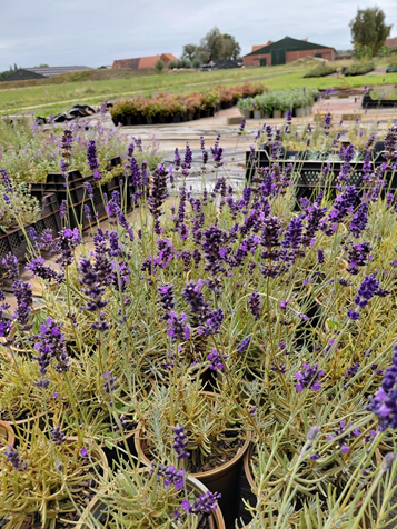 Lavandula angustifolia 'Hidcote' – Lavendel Planten Webshop