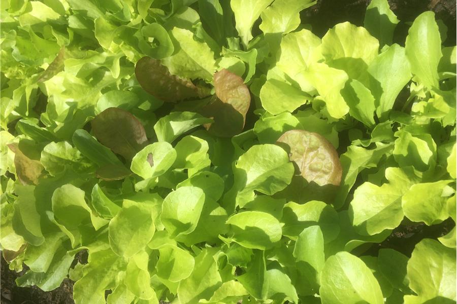 Mesclun mix Producten in de kijker Webshop