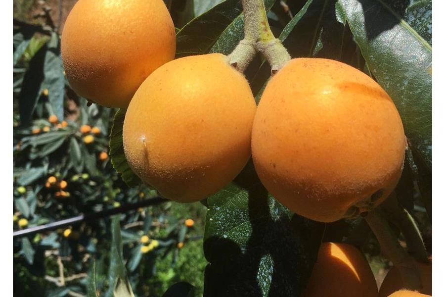 Japanse Mispel Cañamiel Producten in de kijker Webshop