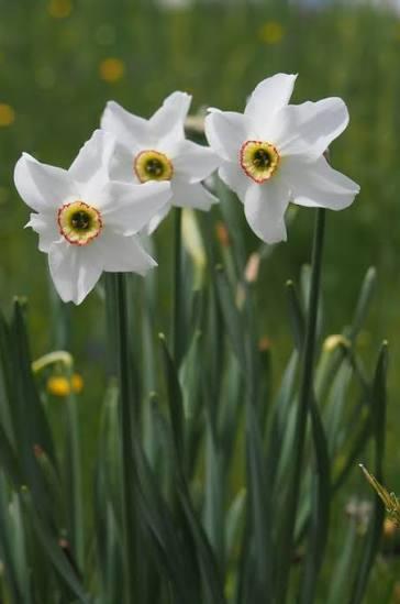 Narcissen 25 stuks Producten in de kijker Webshop