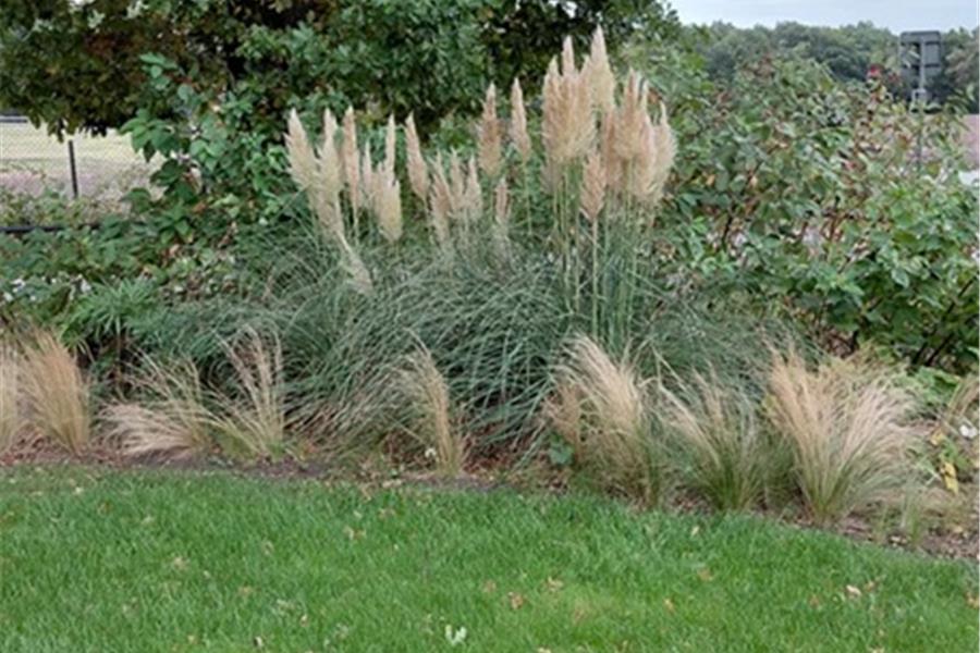 Cortederia sellona Pumila (pampasgras) Producten in de kijker Webshop