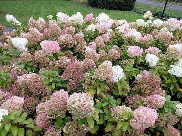 Hydrangea paniculata 'Pink Lady' Producten in de kijker Webshop