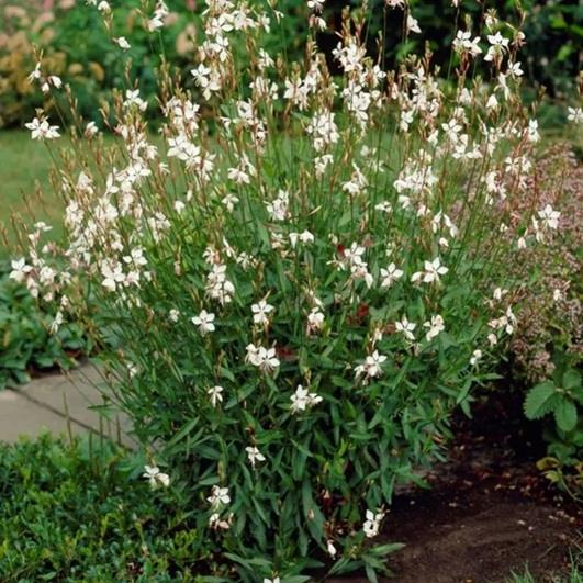 Gaura l. 'Whirling Butterflies' (Prachtkaars) Producten in de kijker Webshop