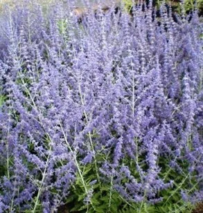 Perovskia atriplicifolia 'Blue Spire' – Reuzenlavendel Producten in de kijker Webshop
