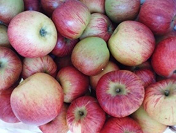 rode oogstappel 't Loonse voedselbos Webshop