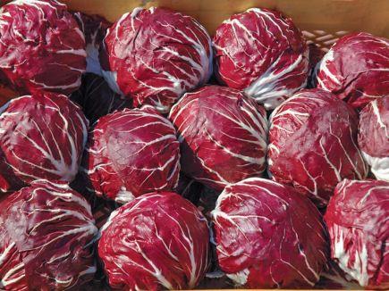 Roodlof Radicchio Producten in de kijker Webshop