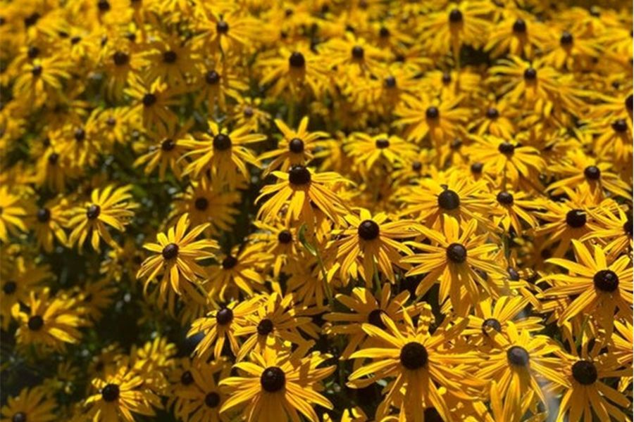 Rudbeckia fulgida 'Goldsturm' – Zonnehoed Planten Webshop