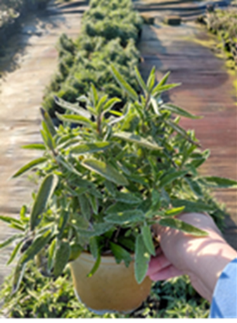 Salvia officinalis – salie Planten Webshop