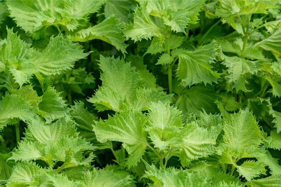 Shiso kruiden en specerijen  - CoopSaam Essen