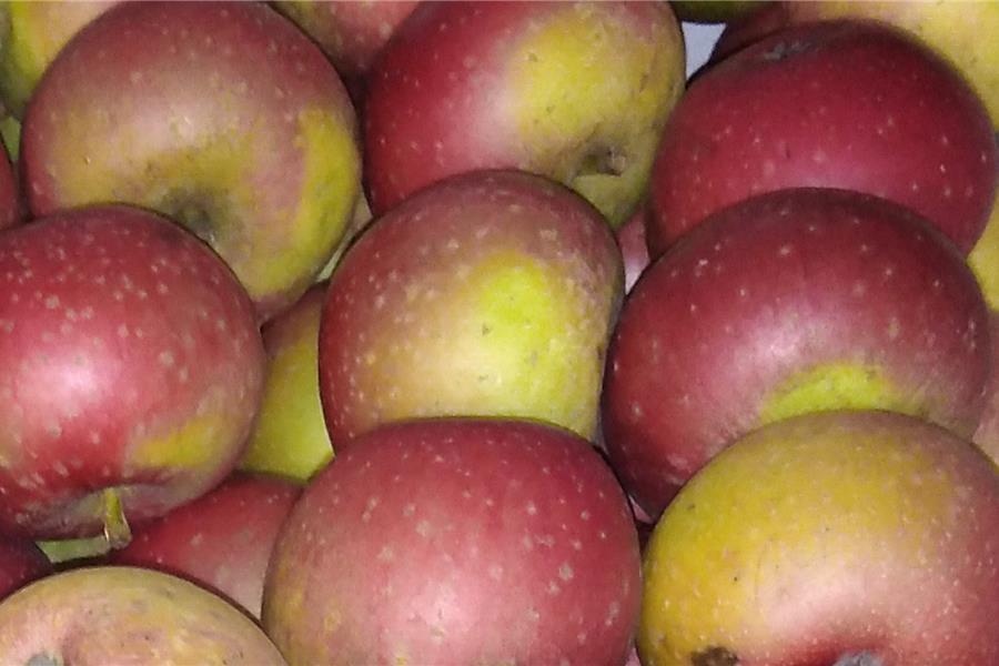 Sterappel fruit - CoopSaam Essen