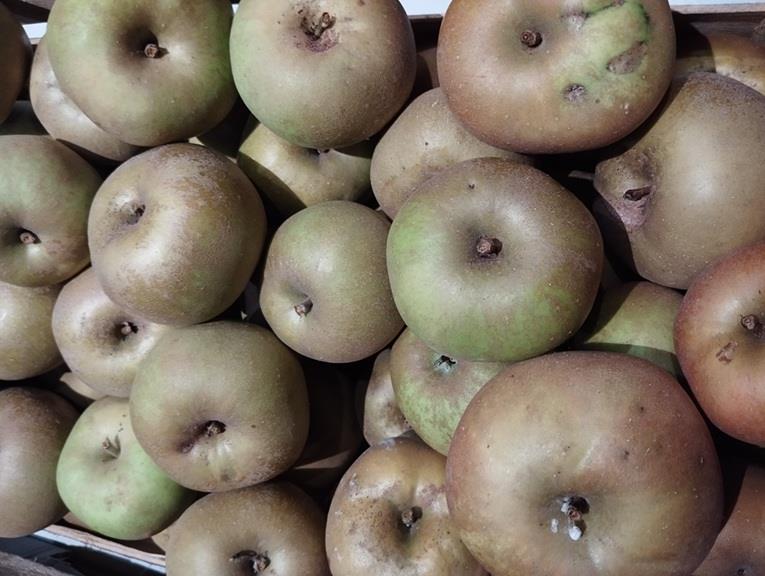stofappel Canada reinette 't Loonse voedselbos Webshop