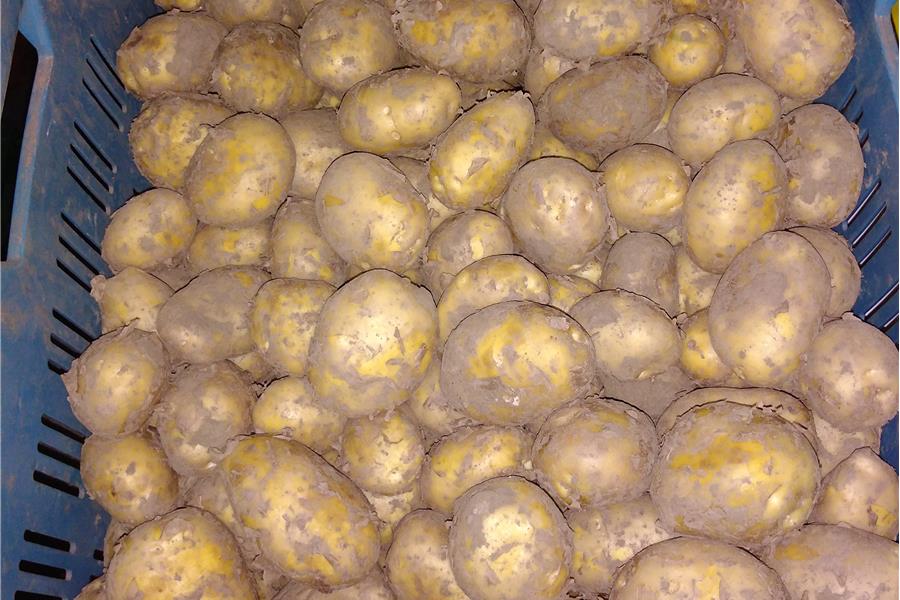 Thoolse primeur aardappelen 2 kg groenten  - CoopSaam Essen