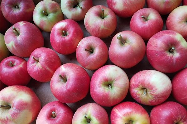 rode appel 't Loonse voedselbos Webshop