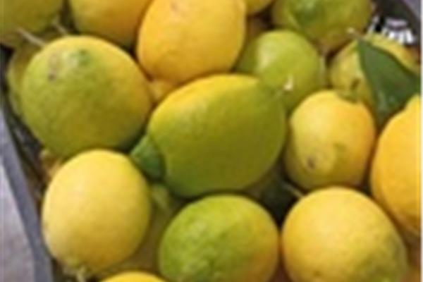 Citroenen Amalfi Producten in de kijker Webshop