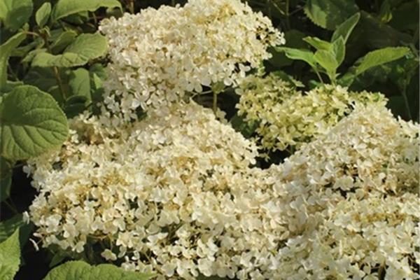 Hydrangea arborescens 'Annabelle' Producten in de kijker Webshop