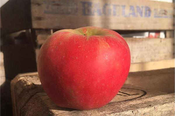 Appel Elstar Producten in de kijker Webshop