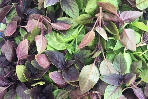 Basilicum (mix groen en paars) Verse kruiden Webshop