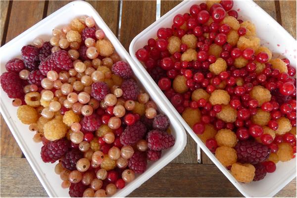 gemengde bessen (DIEPGEVROREN) 't Loonse voedselbos Webshop