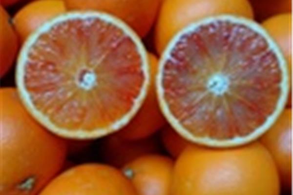 Appelsien Sanguinello Vers aanbod in de winkel op 3 april en 4 april Webshop