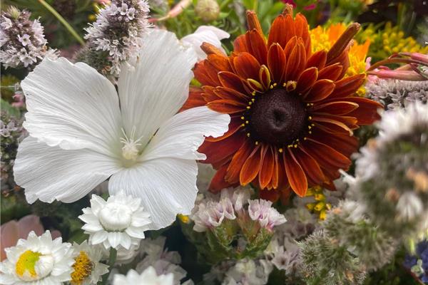 Boeket Blos Verse bloemen, droogbloemen & vaasjes Webshop