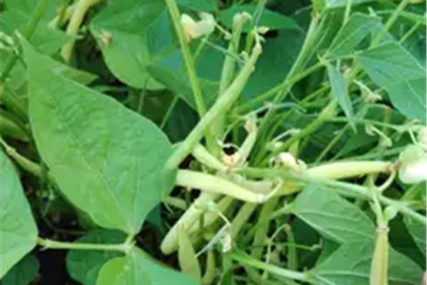 Boontjes Producten in de kijker Webshop