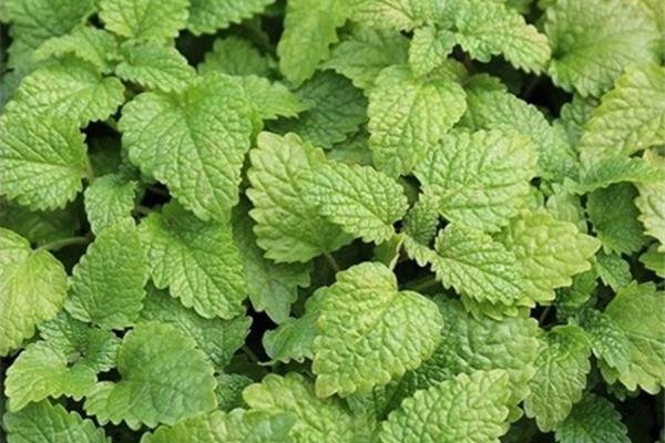 Melissa officinalis (citroenmelisse) Producten in de kijker Webshop