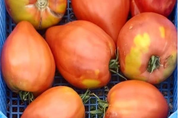 Coeur de boeuf tomaten De Zwanenberg Webshop